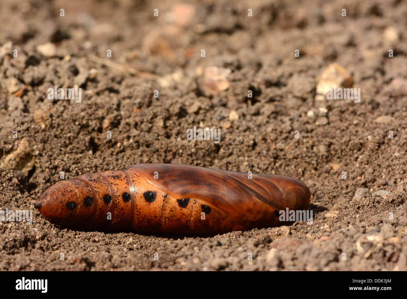 Oleandro Hawkmoth (Daphnis nerii) pupa, allevati in cattività Foto Stock