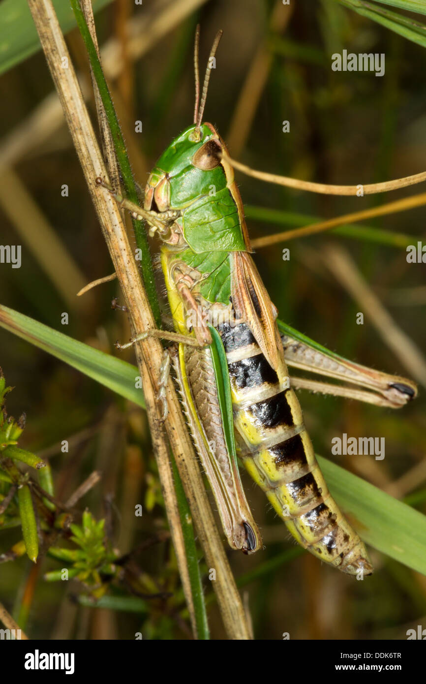 Grasshopper. Omocestus viridulus (Acrididae) Foto Stock