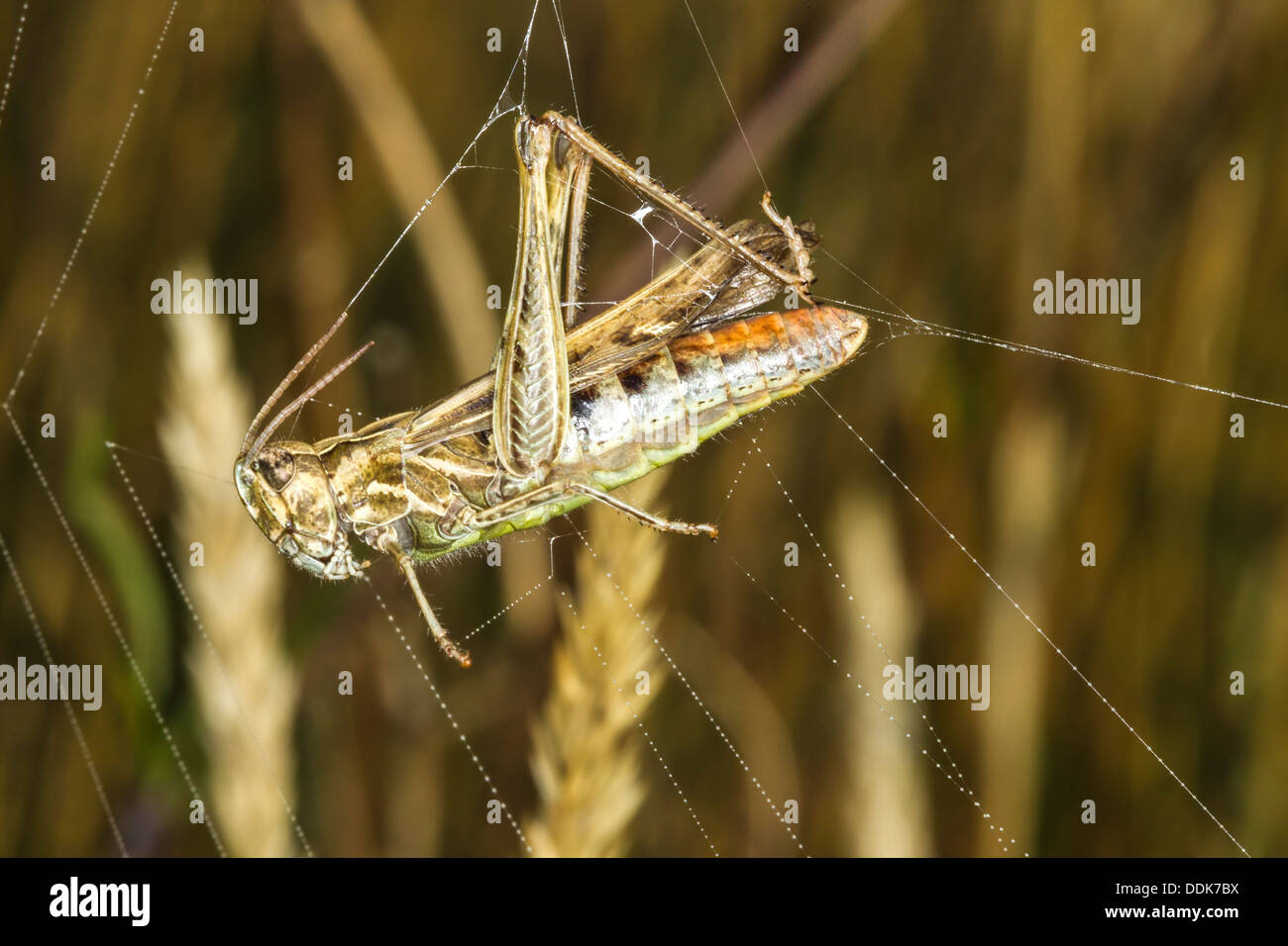 Grasshopper. Omocestus viridulus (Acrididae) catturati in una spider web Foto Stock