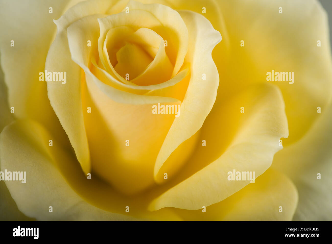 Rosa gialla fiore Foto Stock