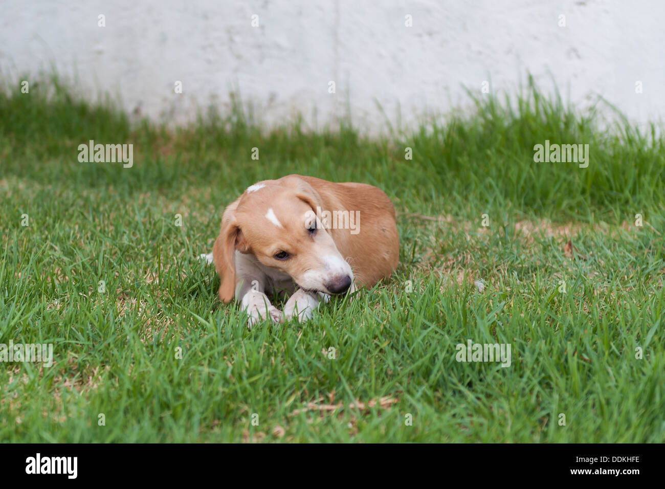 Cane posa sull'erba e mangiare osso Foto Stock