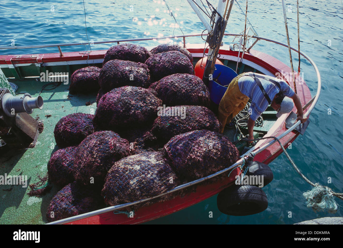 Il Nord Atlantico. Asturias. Spagna. La raccolta di alghe rosse per estrarre agar agar (Gelidium sesquipedale) Foto Stock