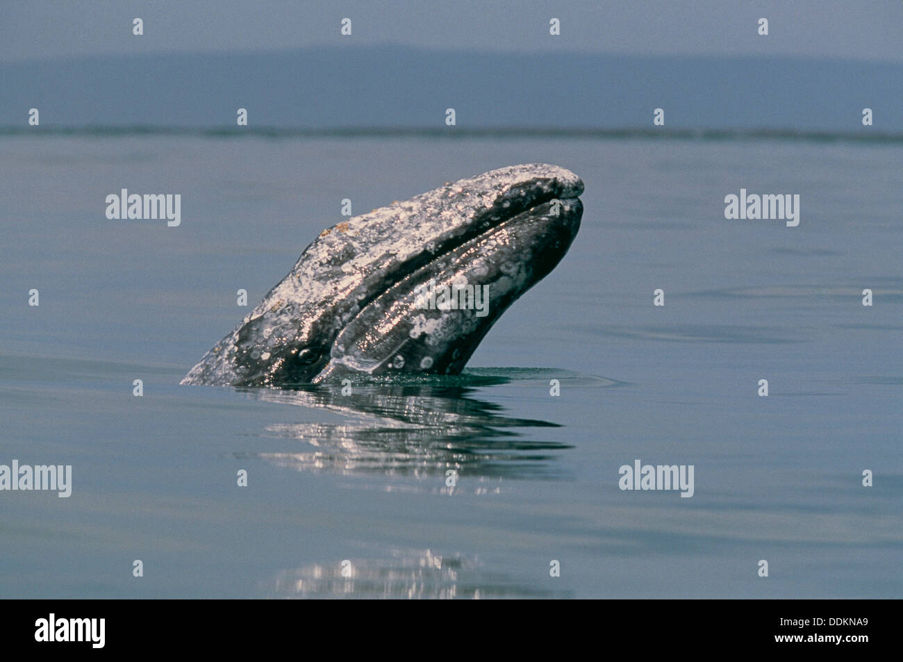 Balena Grigia (Eschrichtius robustus). San Ignacio laguna. Baja California. Messico Foto Stock