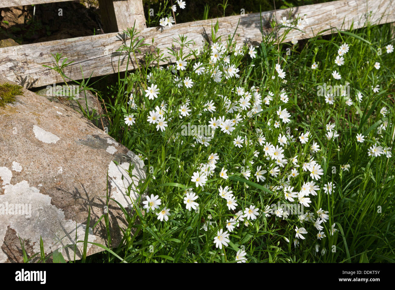 Lesser stitchwort fioritura nel Lake District inglese a Ullswater, Cumbria Regno Unito Foto Stock