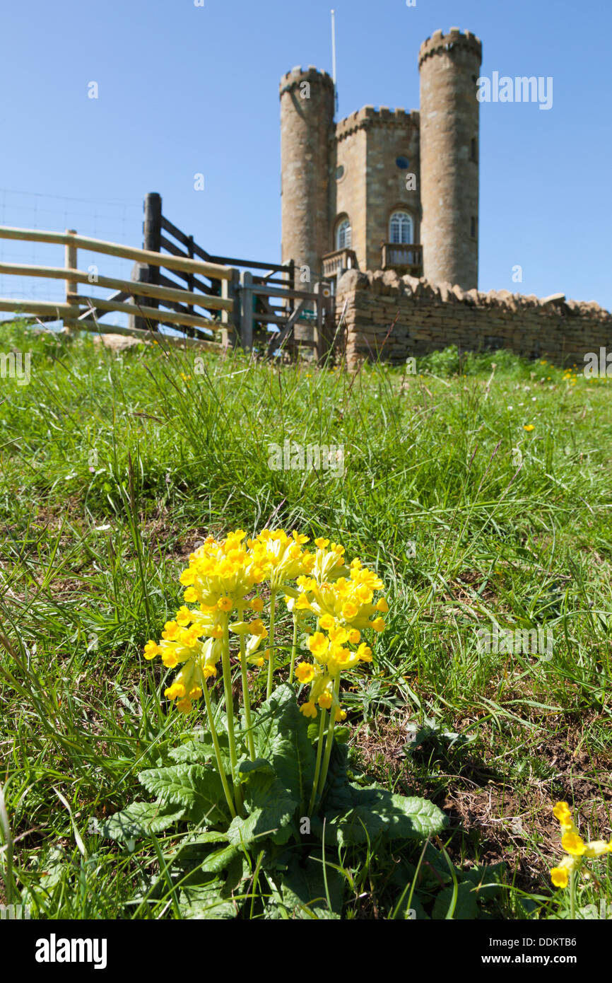 Cowslips fioritura in Cotswolds accanto a Broadway torre sulla collina di Broadway, WORCESTERSHIRE REGNO UNITO Foto Stock