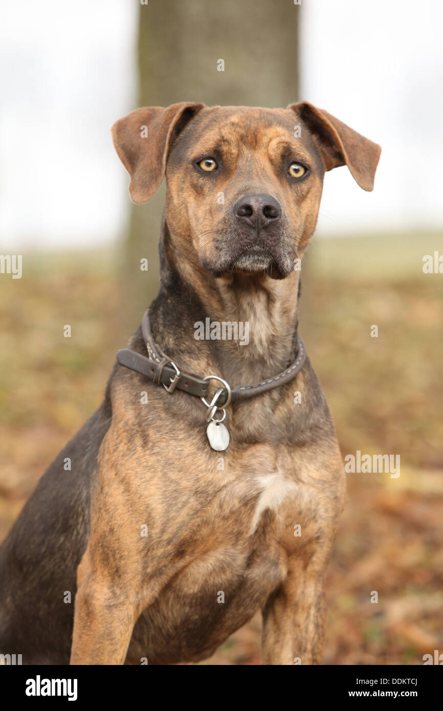 Nice brown Louisiana Catahoula dog sitter in autunno Foto Stock
