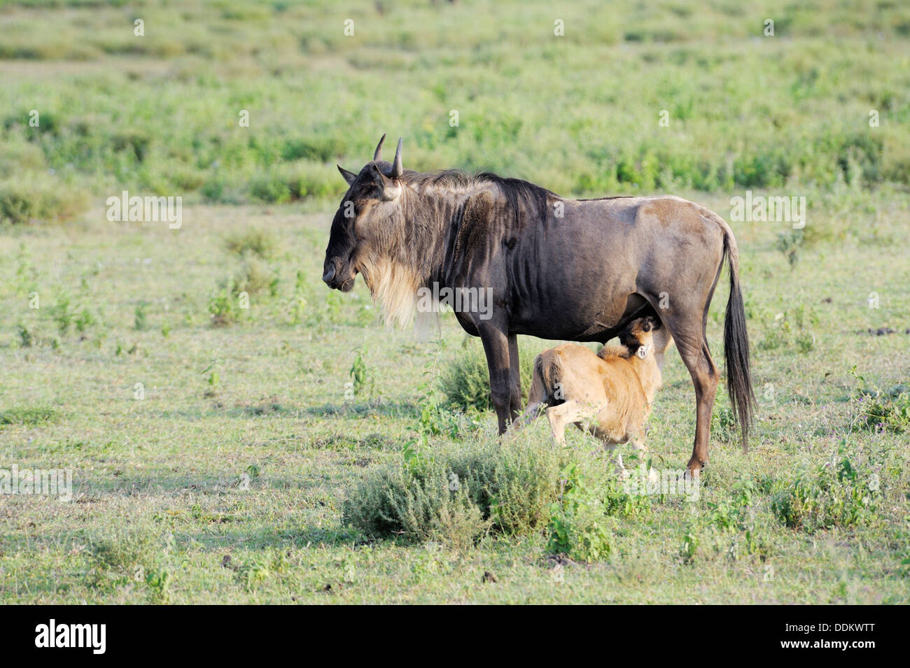 Giovani GNU, GNU (Connochaetes taurinus) bere da madre, Serengeti National Park, Tanzania. Foto Stock