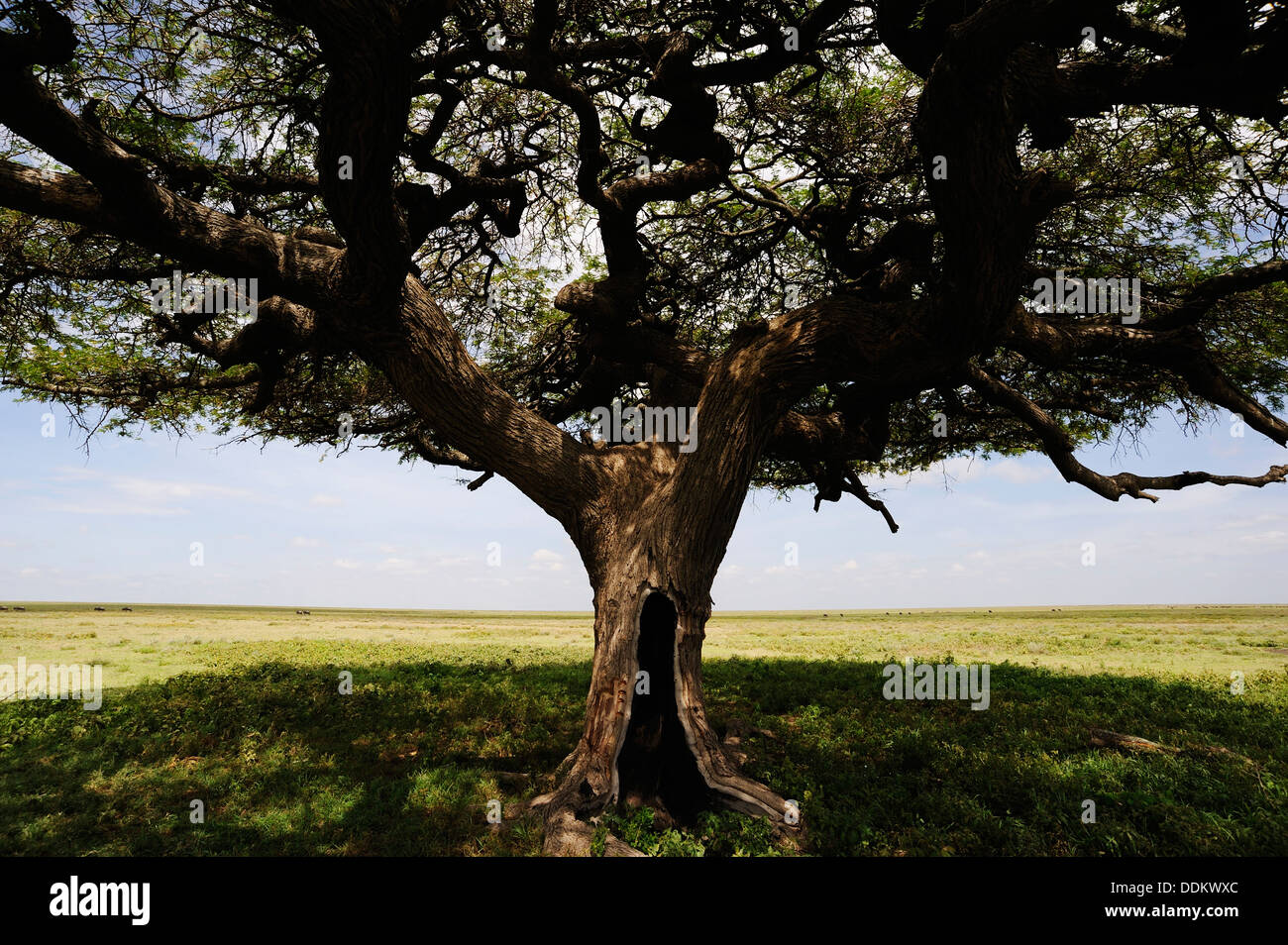 Acacia con un intero nel tronco, sulle pianure africane, Serengeti National Park, Tanzania. Foto Stock