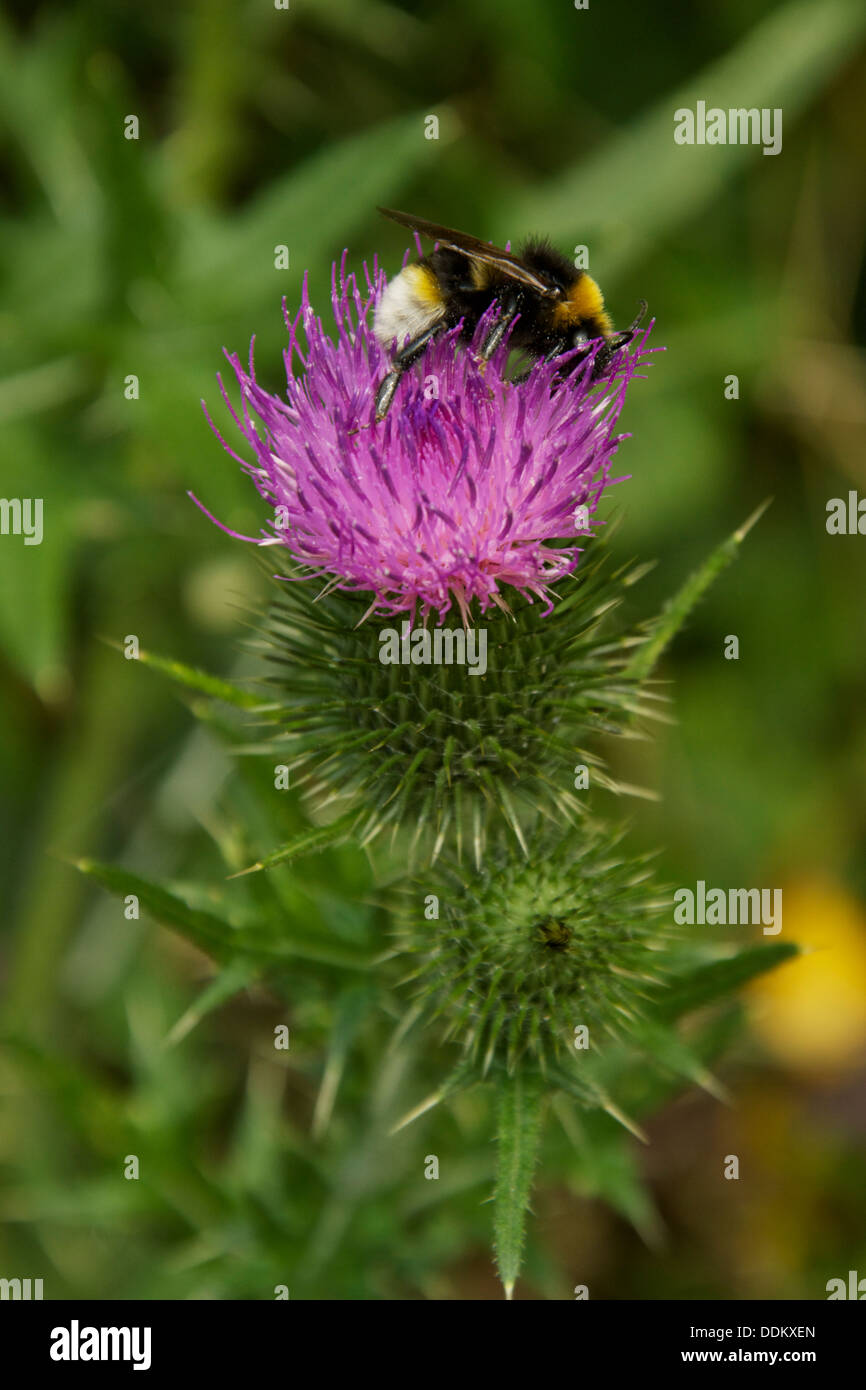 Bumble Bee su un viola cardo fiore Foto Stock