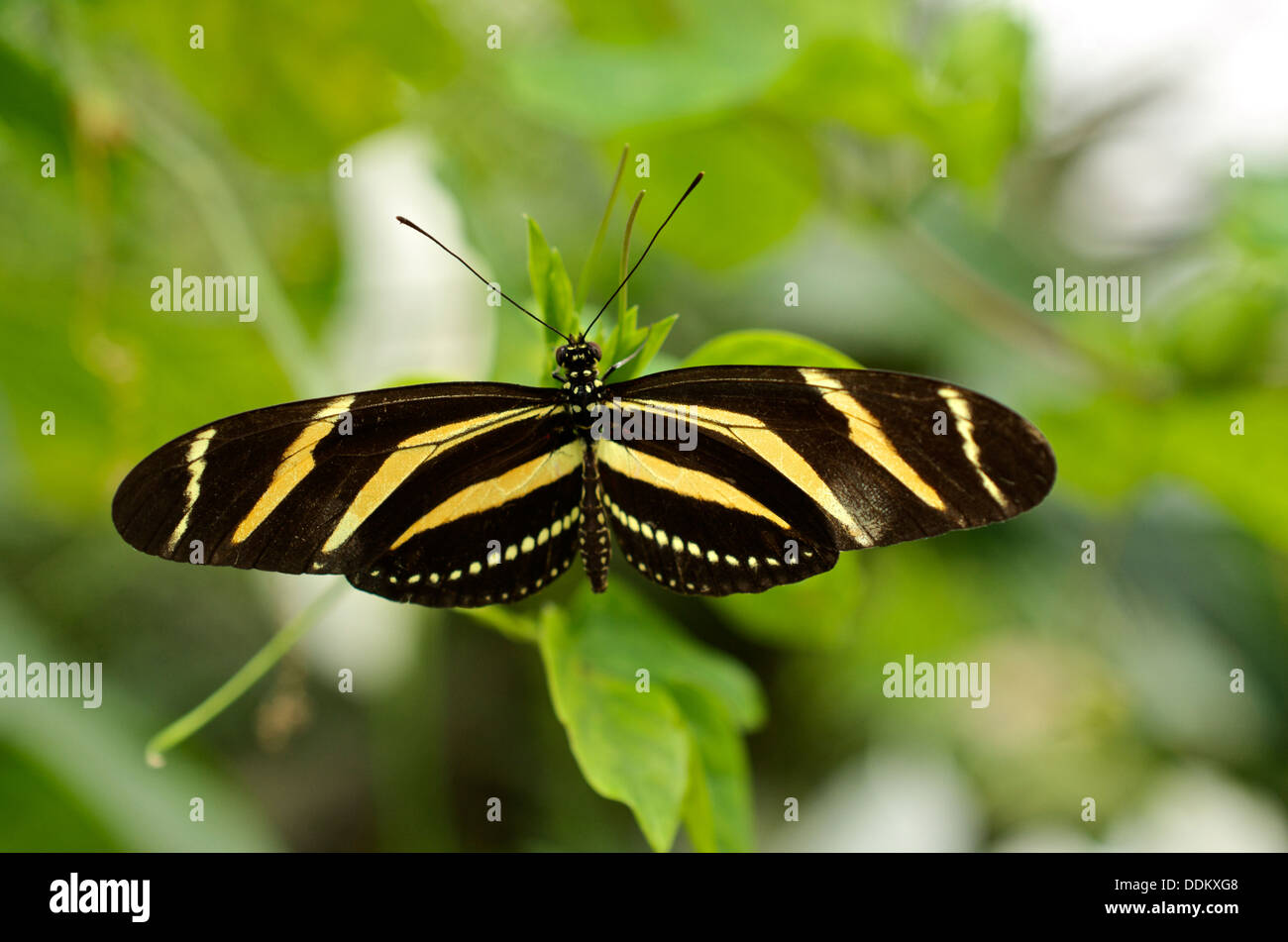 Charitonia Heliconius o Zebra Longwing butterfly poggia alato aperto su una foglia verde Foto Stock