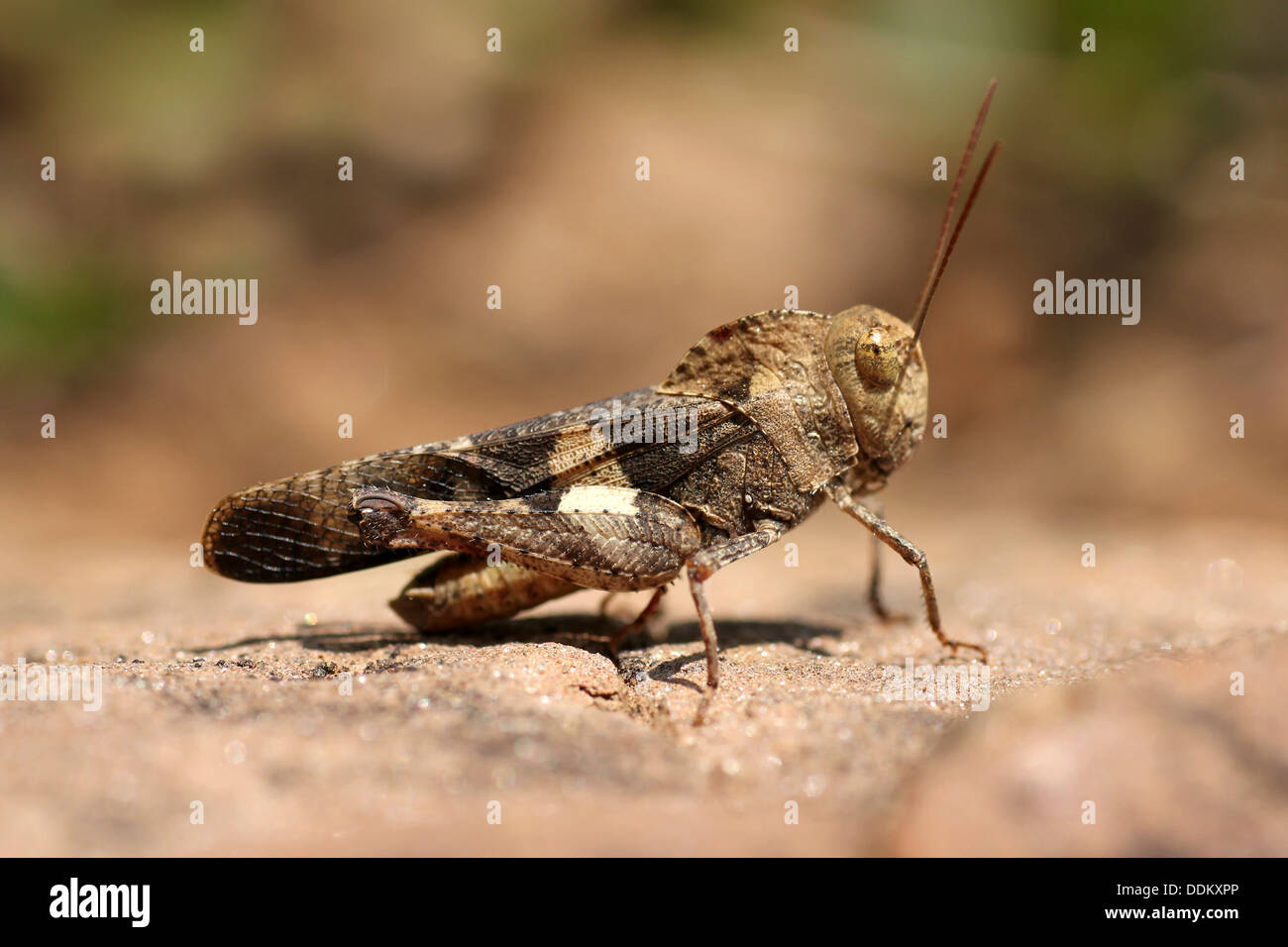 Mimetizzati Grasshopper specie Foto Stock