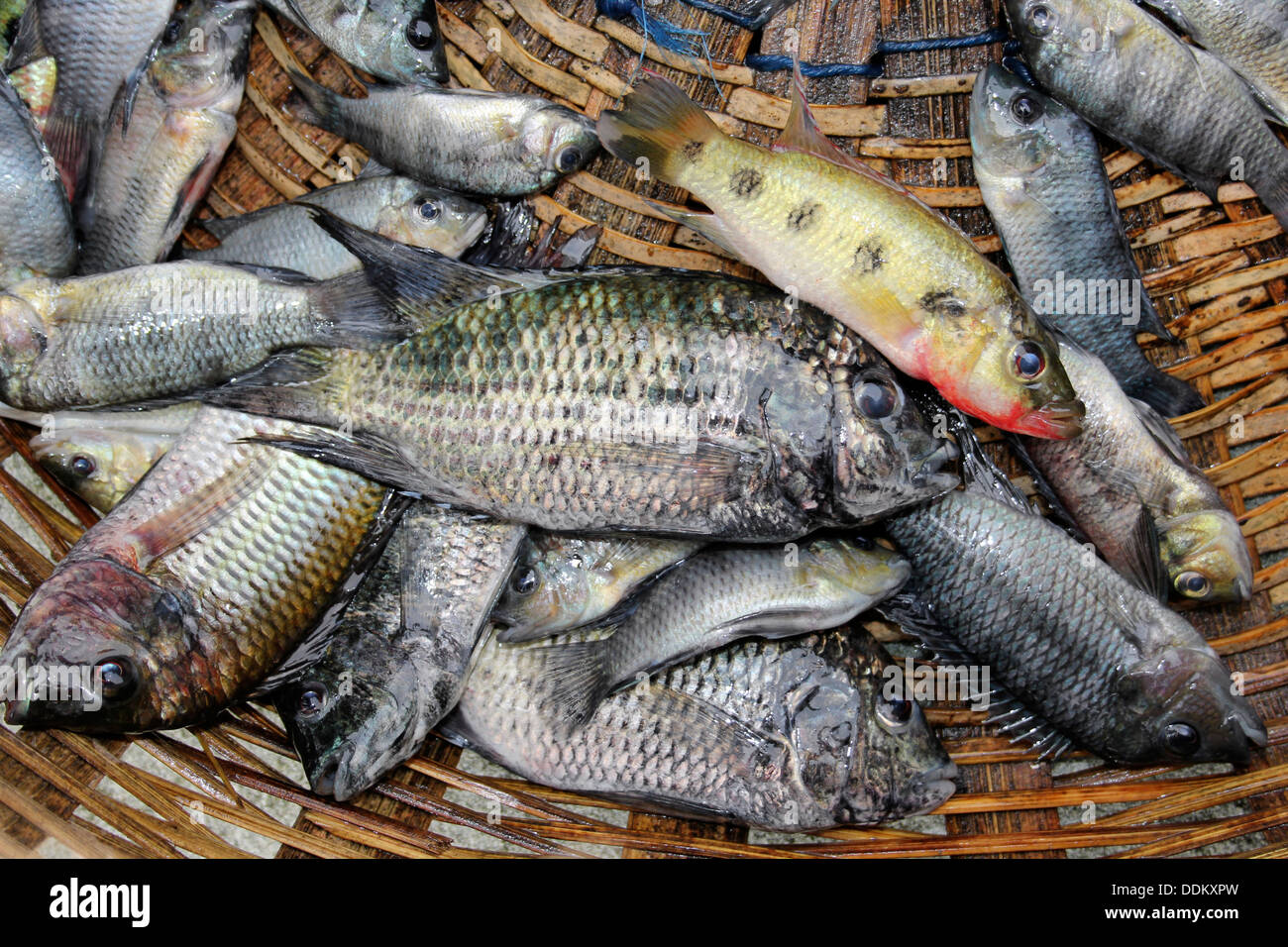 Il pesce catturato dal lago Bosumtwi comprese le specie endemiche Cichlid Hemichromis frempongi e il vicino endemiche cichlid Tilapia busumana Foto Stock