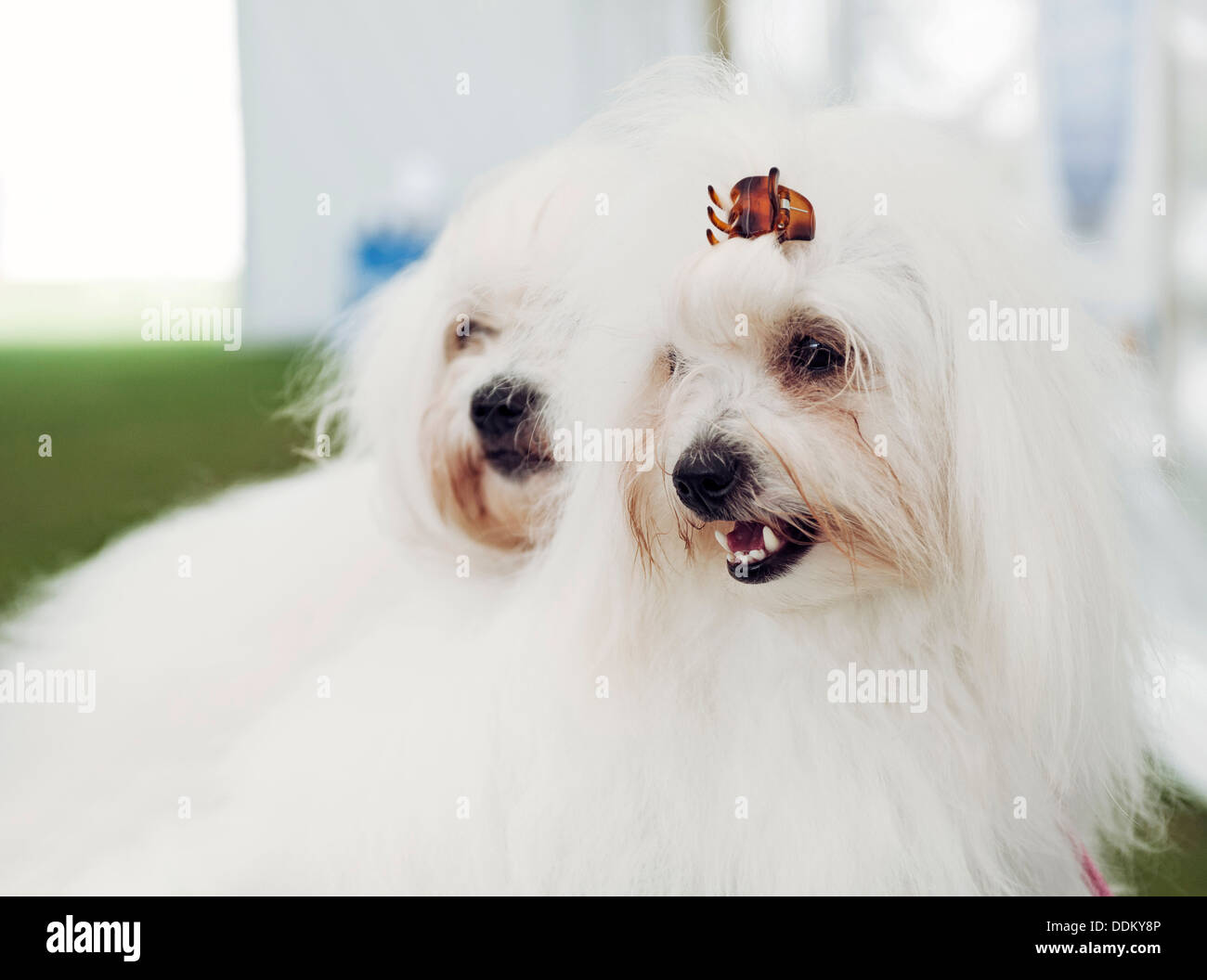 Coppia di cani maltesi Foto Stock