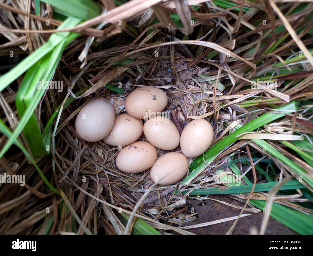 Un nido di uova deposto da un pollo libero che varia in erba ornamentale fuori della casa gallina Carmarthenshire Galles UK KATHY DEWITT Foto Stock