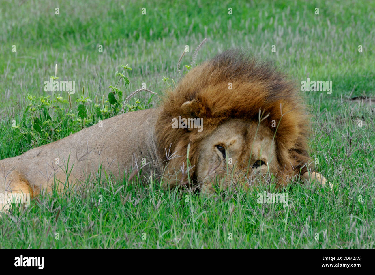 Maschio alfa lion, re della savana raccolta Tanzania Foto Stock