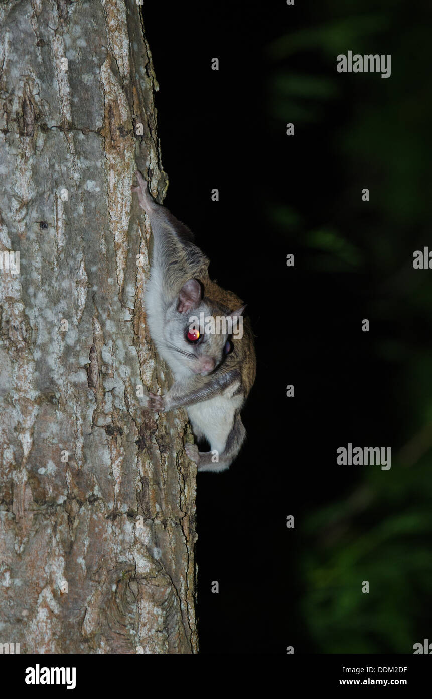 La Northern scoiattolo battenti è strettamente notturno di mammifero. Foto Stock