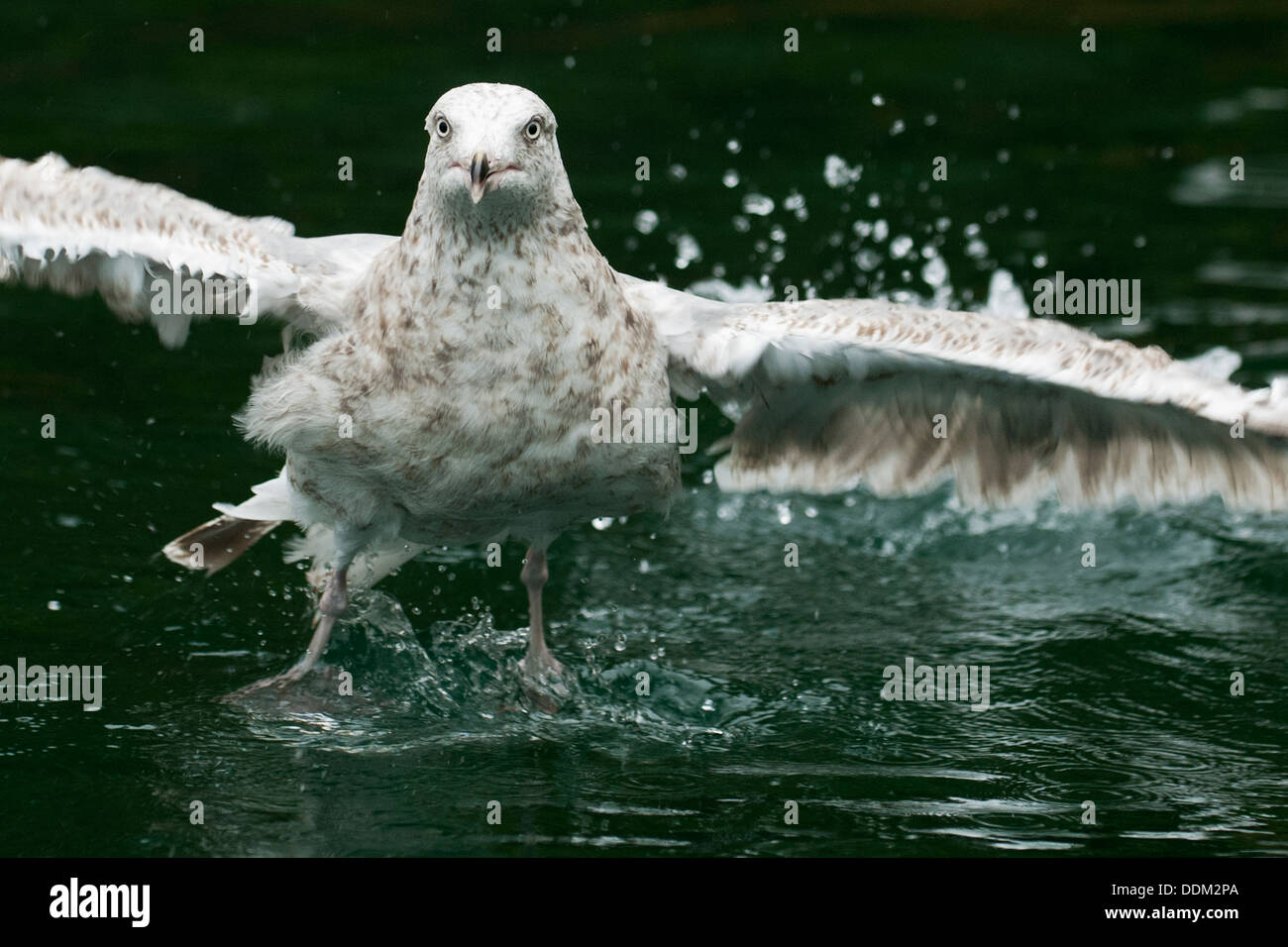 Giovani aringhe gabbiano (Larus argentatus) prendendo il largo, Flatanger, Norvegia, Europa Foto Stock