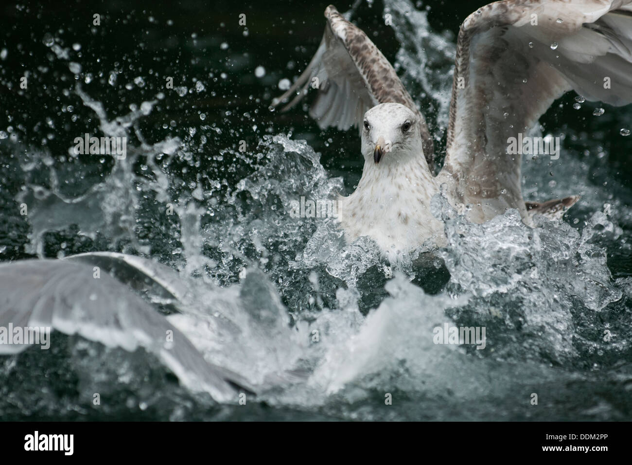 Giovani aringhe gabbiano (Larus argentatus), Flatanger, Norvegia, Europa Foto Stock