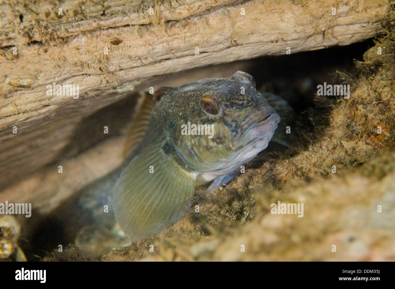 Un Round Gobi, Neogobius melanostomus, coetanei fuori da un nascondiglio. Foto Stock