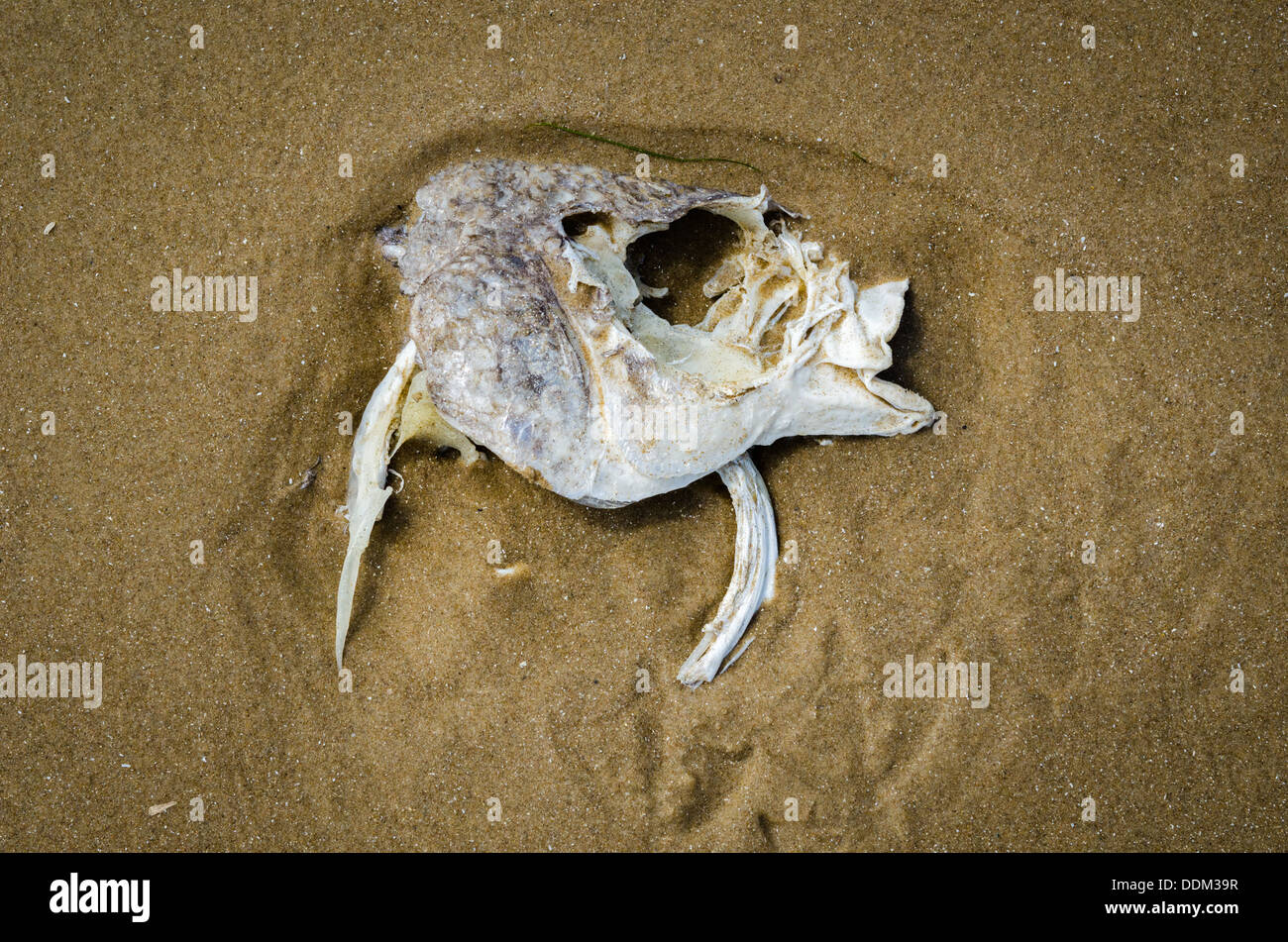 Un cranio di un pesce morto giace metà sepolto nella spiaggia di sabbia. Foto Stock