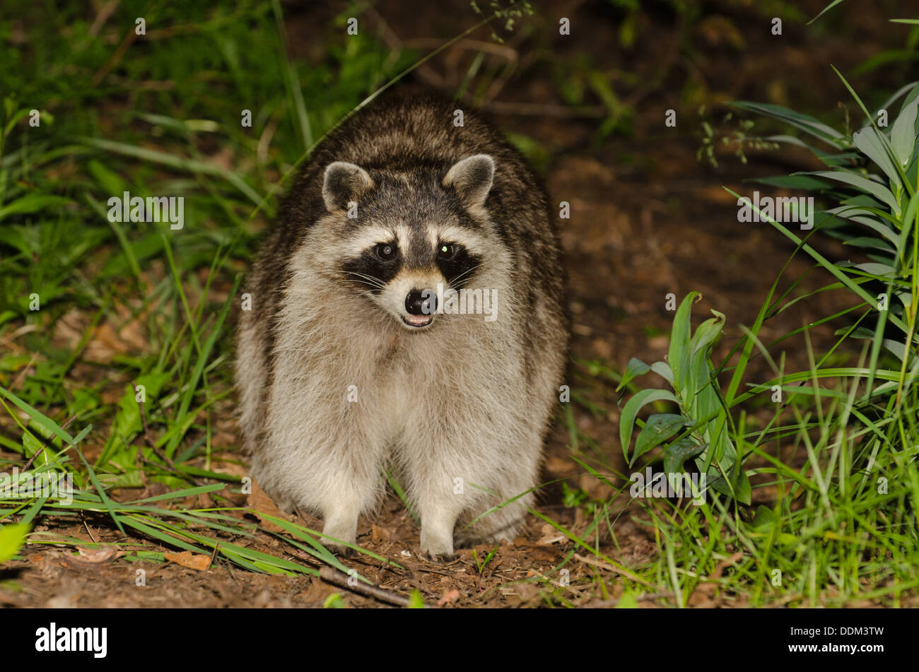 Un notturno Raccoon cerca il pennello per alimenti. Foto Stock