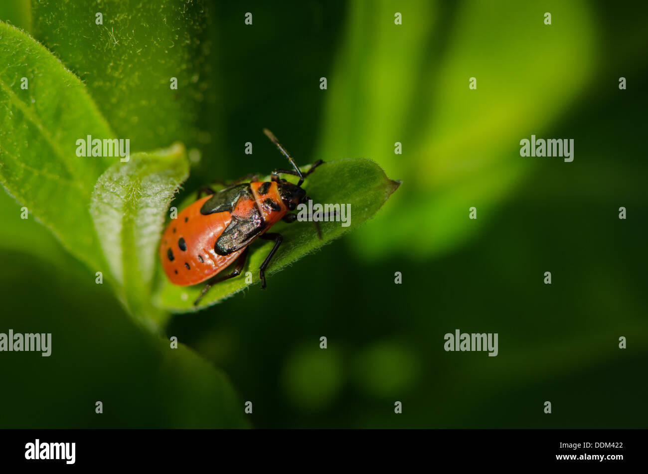 Grandi Milkweed Bug seduto su una foglia. Foto Stock