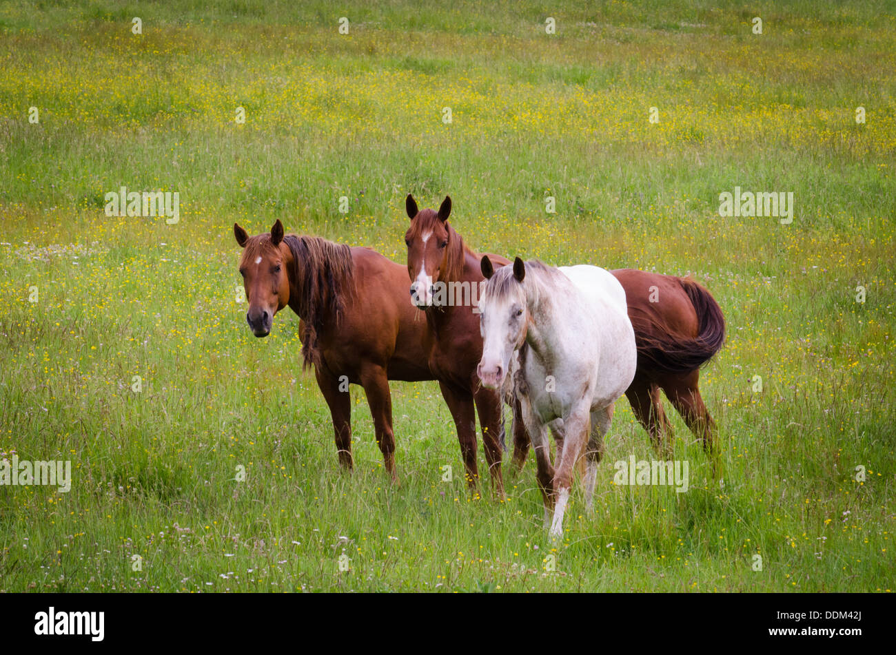 I cavalli pascolano in erba verde in un pascolo. Foto Stock