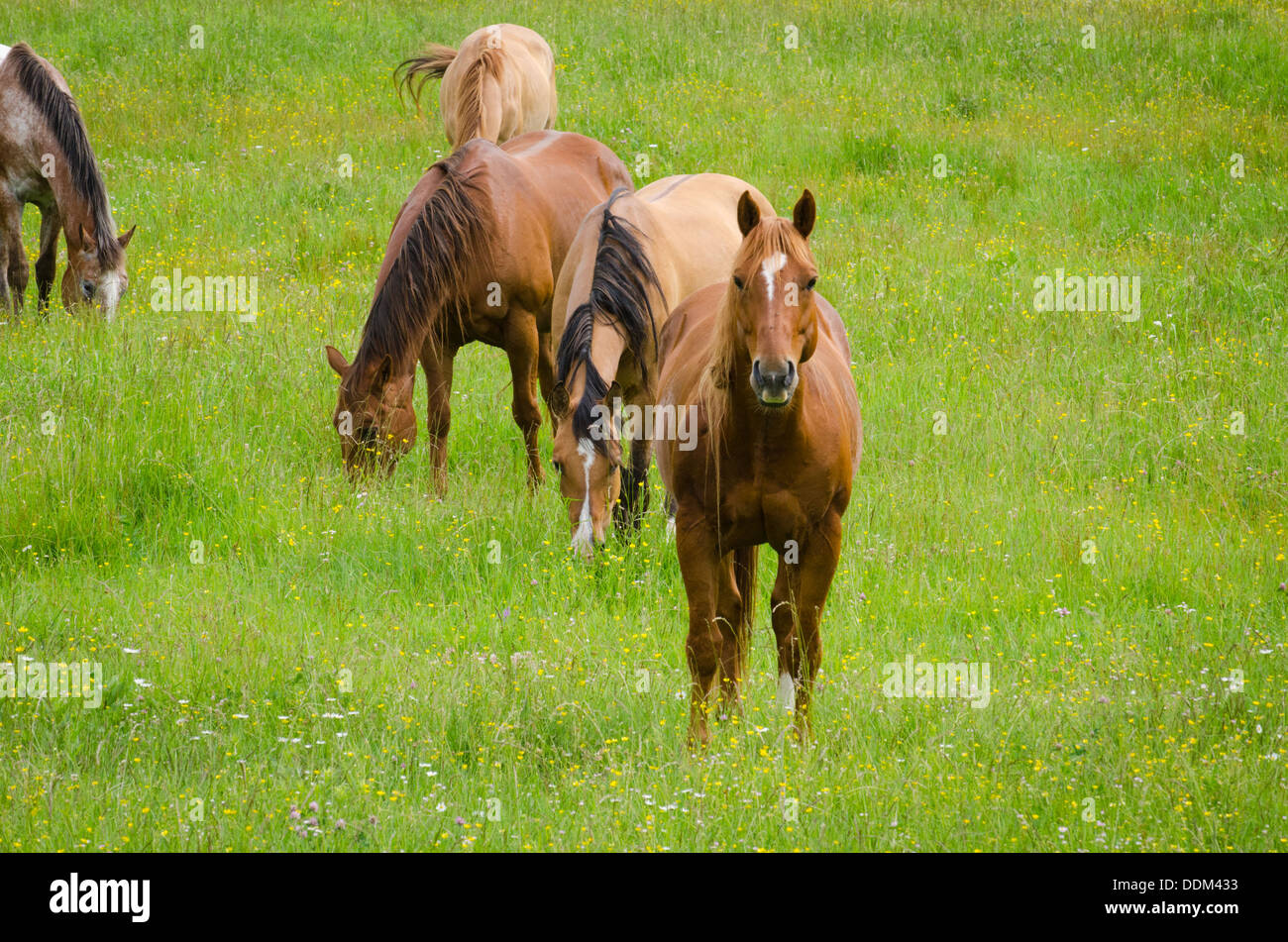 I cavalli pascolano in erba verde in un pascolo. Foto Stock