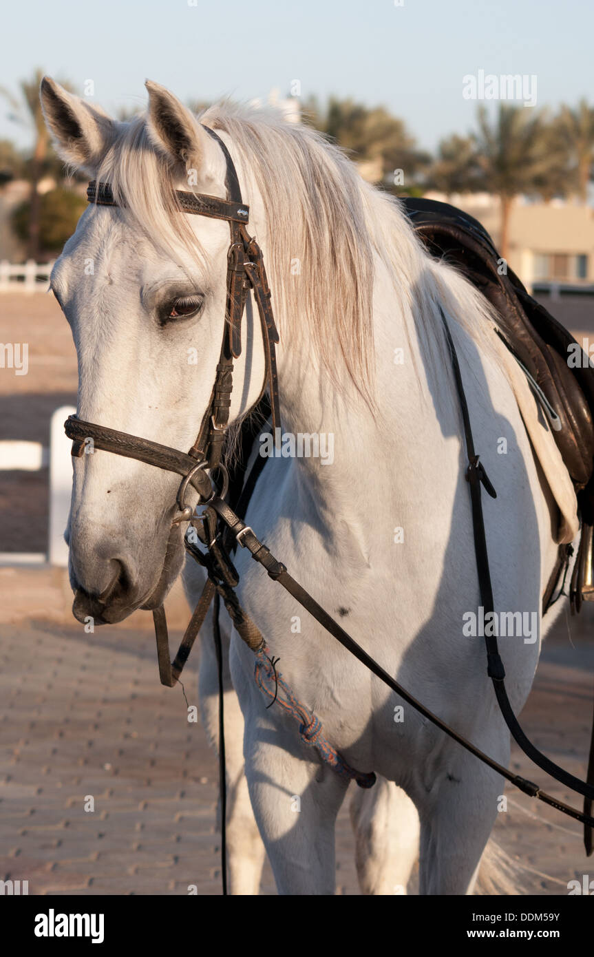 cavallo bianco Foto Stock