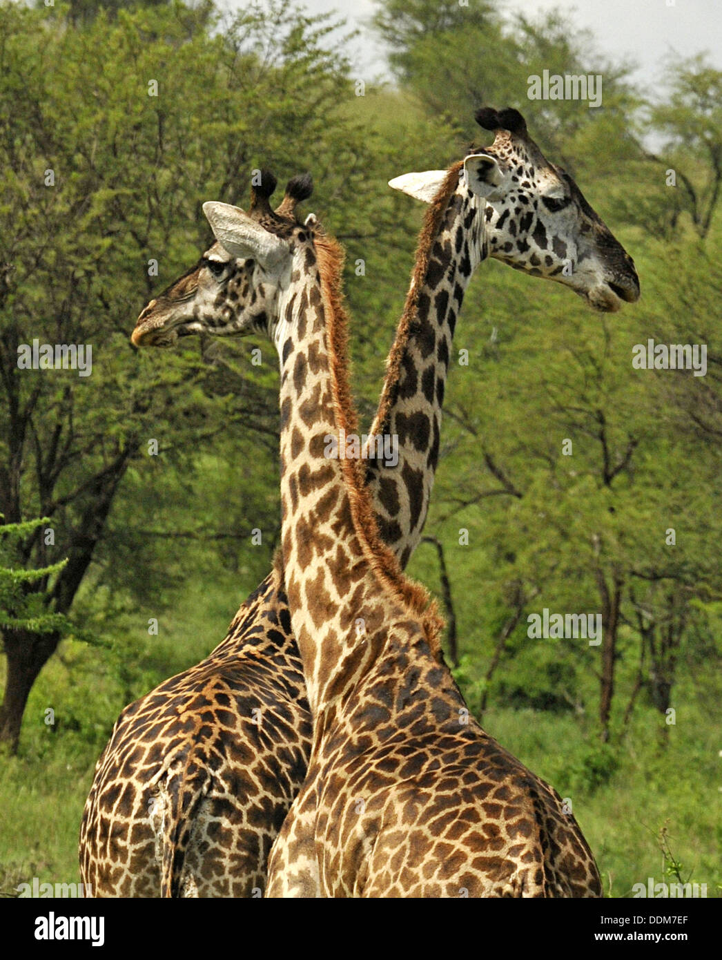 Le giraffe attraversare percorsi. Raccolta della Tanzania Foto Stock