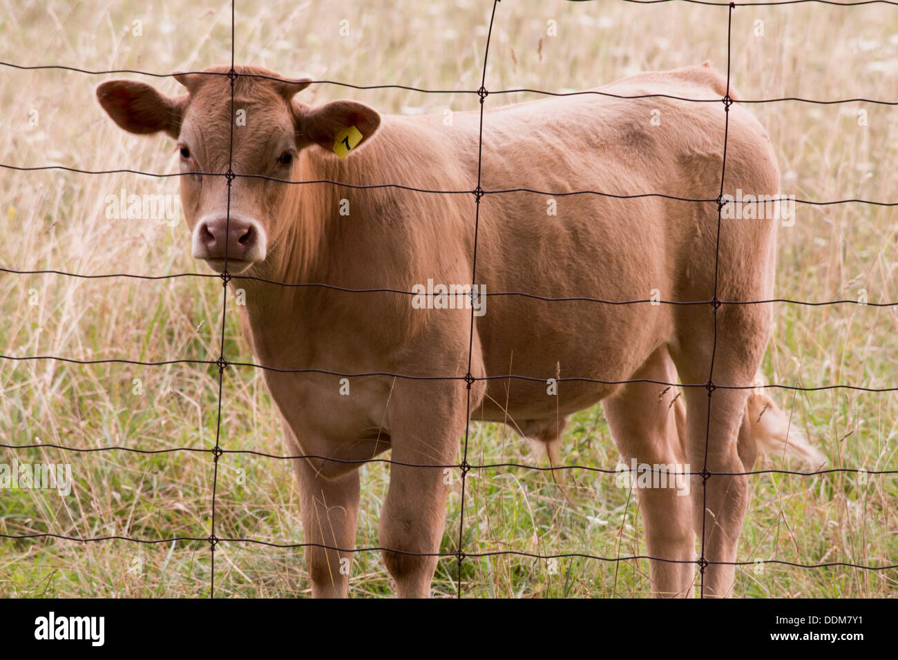 Bull vitello in un campo dietro una pagina recinto di filo Foto Stock