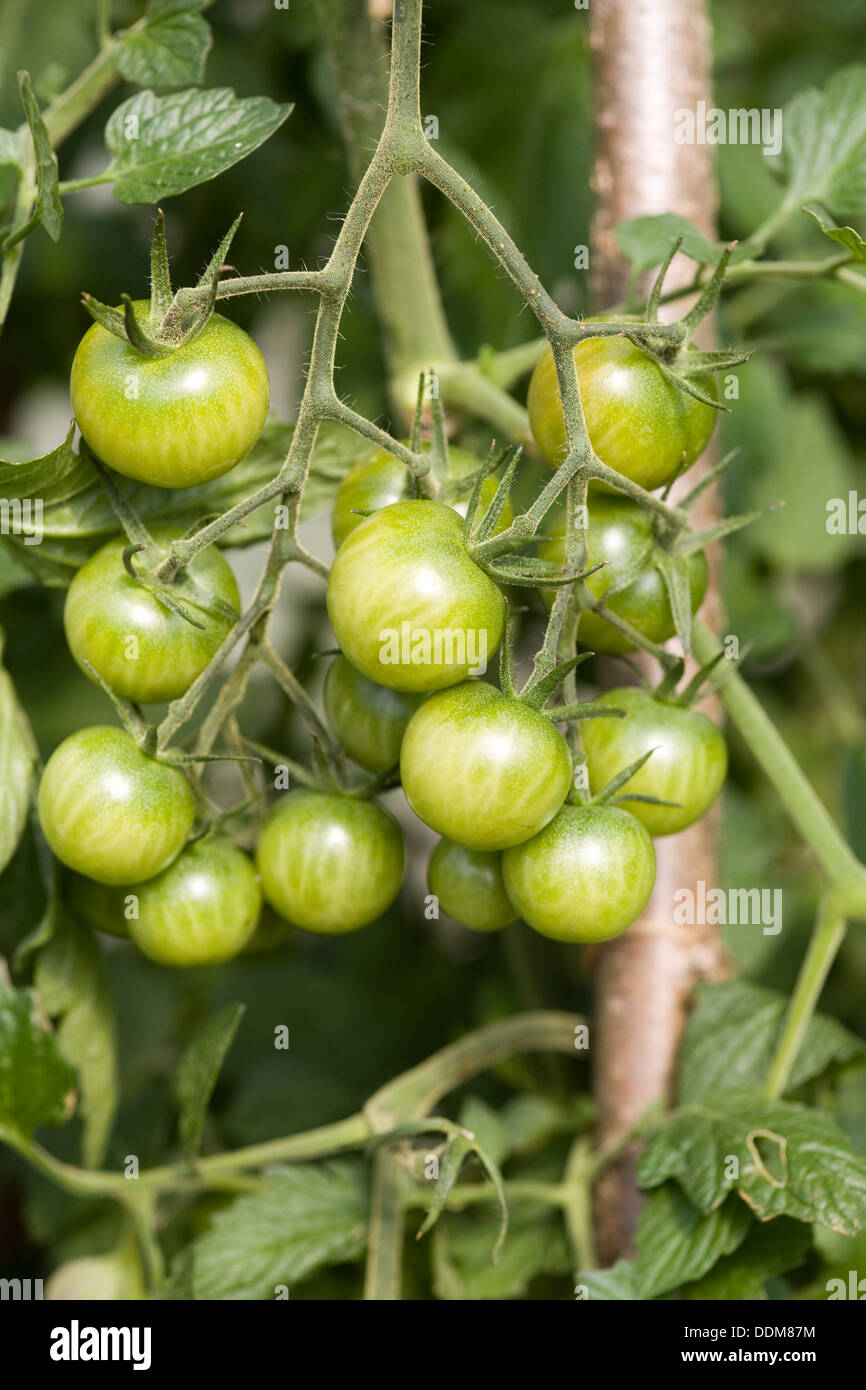 Solanum lycopersicon nero Pomodori ciliegia crescente Foto Stock