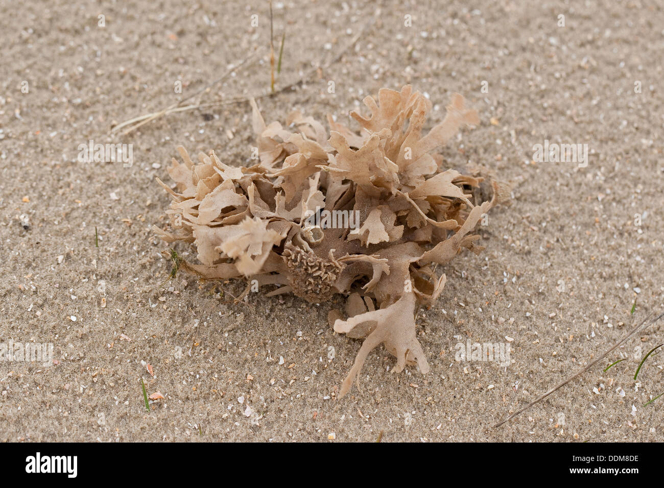 Hornrack a foglie larghe, Blätter-Moostierchen, Blättermoostierchen, Moostierchen, Flustra foliacea Foto Stock