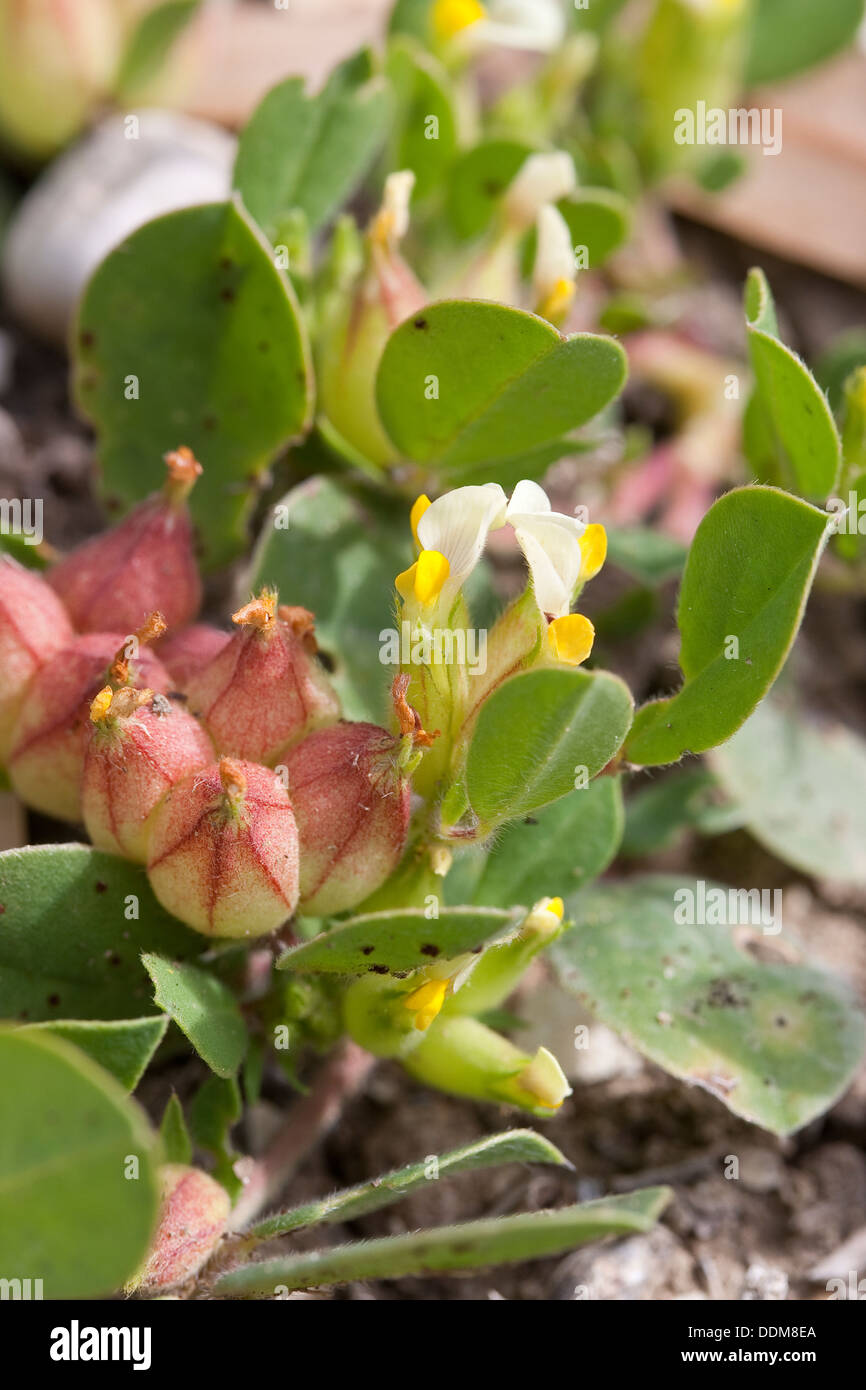 Vetch della vescica, reni Four-Leaved veccia Blasen-Wundklee, Blasenwundklee, Tripodium tetraphyllum, Anthyllis tetraphylla Foto Stock