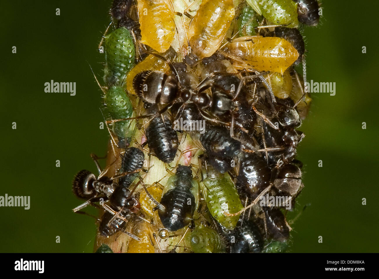 Nero Garden ant, afidi, Schwarze Wegameise, Schwarze Gartenameise, Blattläuse, Blattlauskolonie, Symbiose, Lasius niger Foto Stock