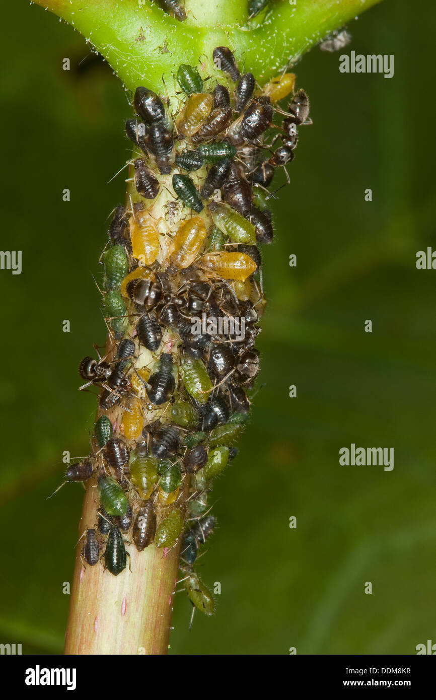 Nero Garden ant, afidi, Schwarze Wegameise, Schwarze Gartenameise, Blattläuse, Blattlauskolonie, Symbiose, Lasius niger Foto Stock