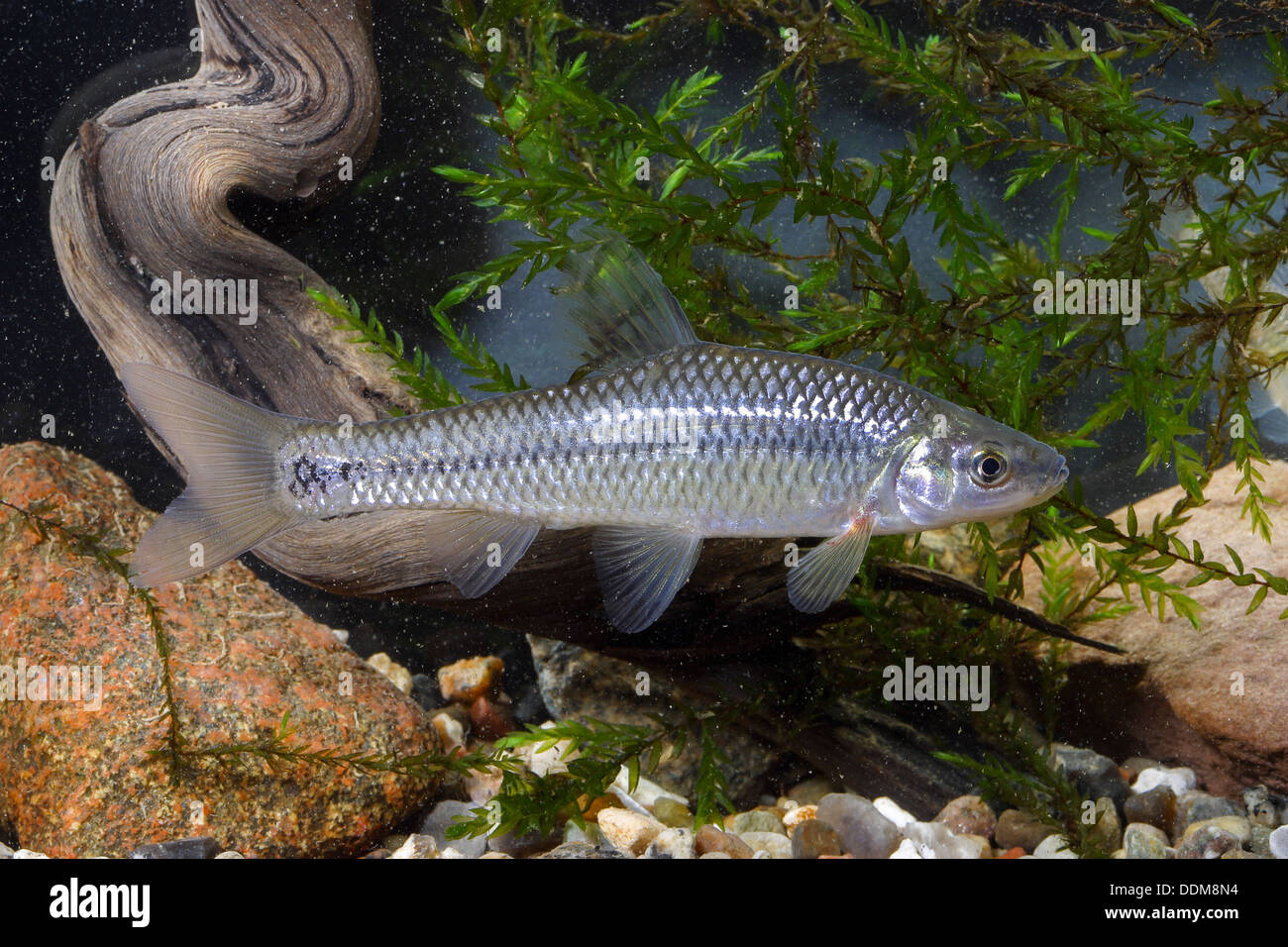 Pietra, moroko topmouth spinotto, Blauband-Bärbling, Blaubandbärbling, Bärbling, Pseudorasbora parva Foto Stock