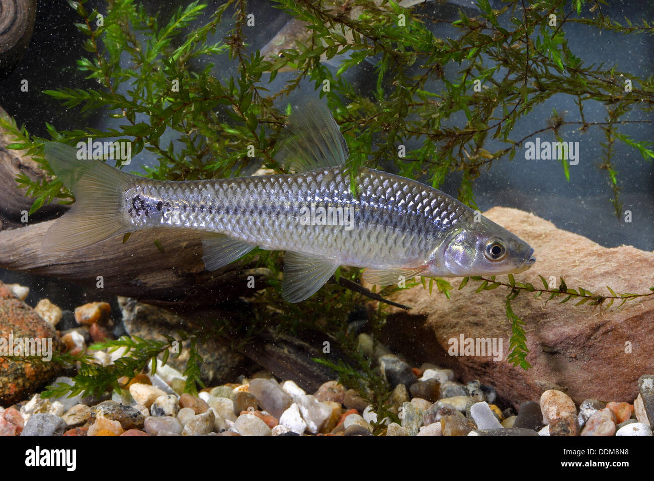 Pietra, moroko topmouth spinotto, Blauband-Bärbling, Blaubandbärbling, Bärbling, Pseudorasbora parva Foto Stock