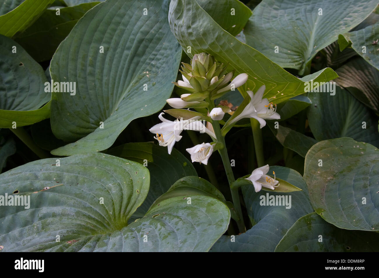 Giboshi, Plantain Lily, Blaublattfunkie, Herzblatt-Lilie, Schmalblatt-Funkie, Funkie, Hota sieboldiana var. Elegans Foto Stock
