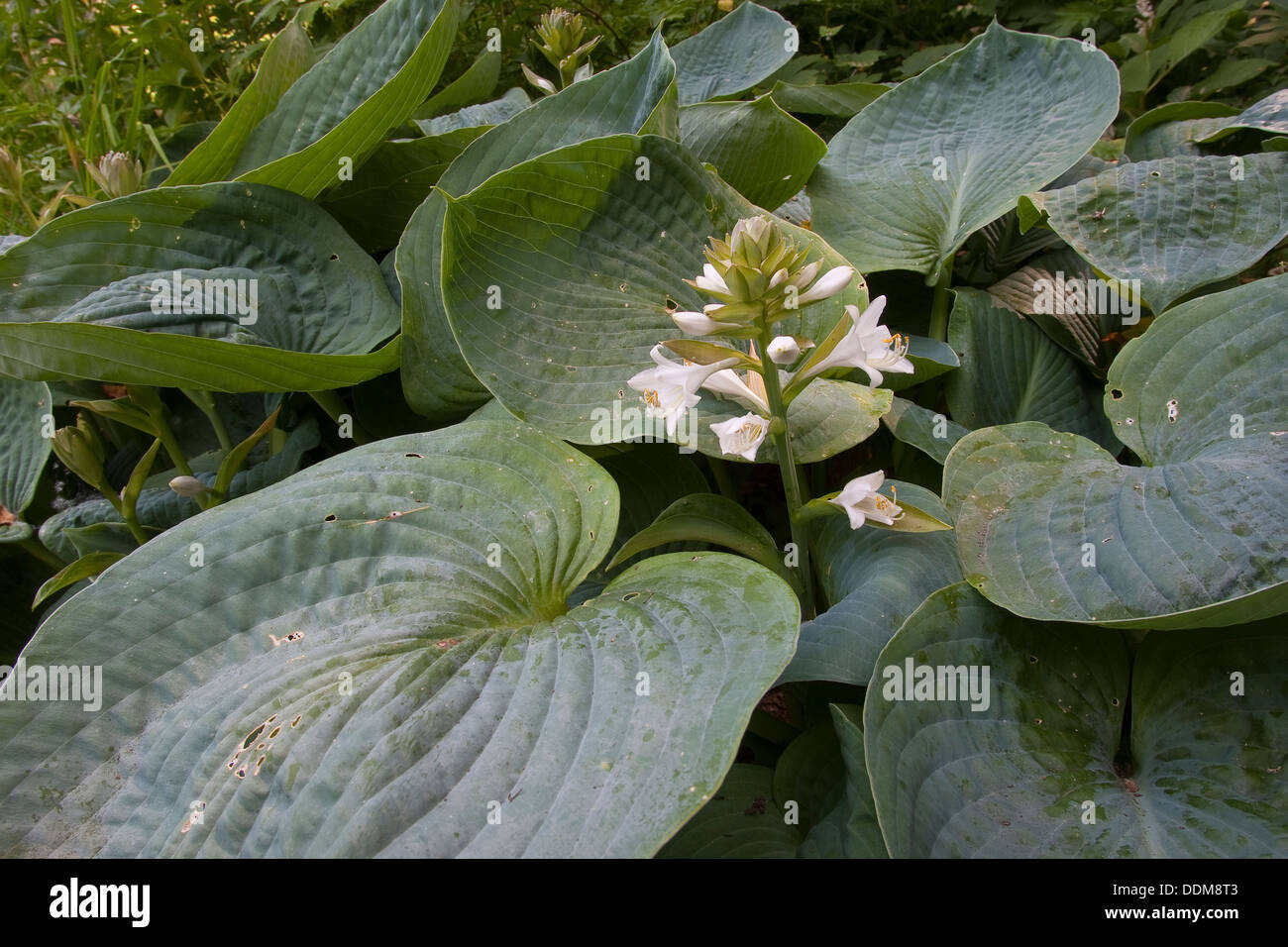 Giboshi, Plantain Lily, Blaublattfunkie, Herzblatt-Lilie, Schmalblatt-Funkie, Funkie, Hota sieboldiana var. Elegans Foto Stock