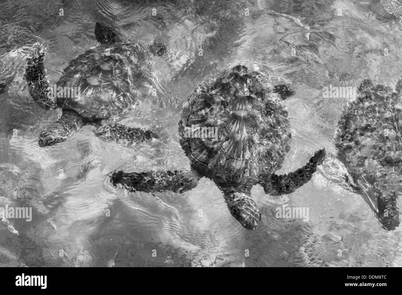 Tartarughe marine verdi. Bora Bora. Polinesia francese. Foto Stock