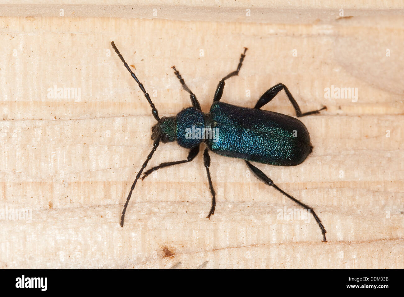 Violetta tanbark beetle, Callidium violaceum, Blauvioletter Scheibenbock, Veilchenbock, Blauer Scheibenbock, Scheibenbockkäfer Foto Stock
