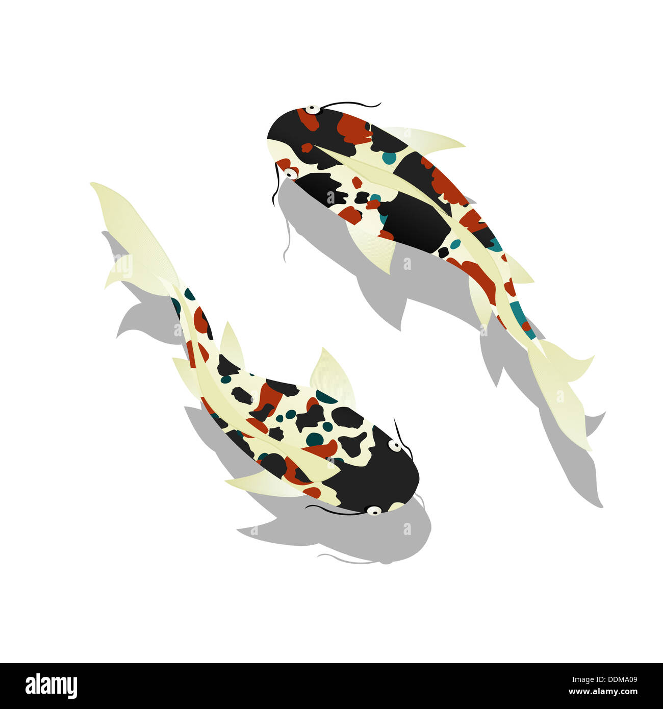 Carpa. Uno spettacolare pesce Koi contro uno sfondo bianco Foto Stock