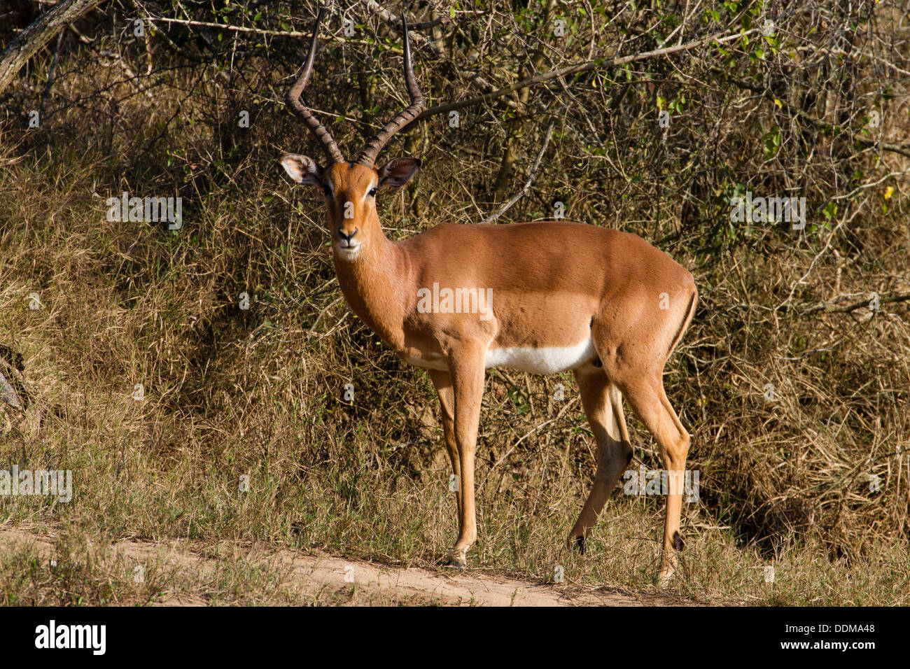 Impala maschio (Aepyceros melampus) Foto Stock