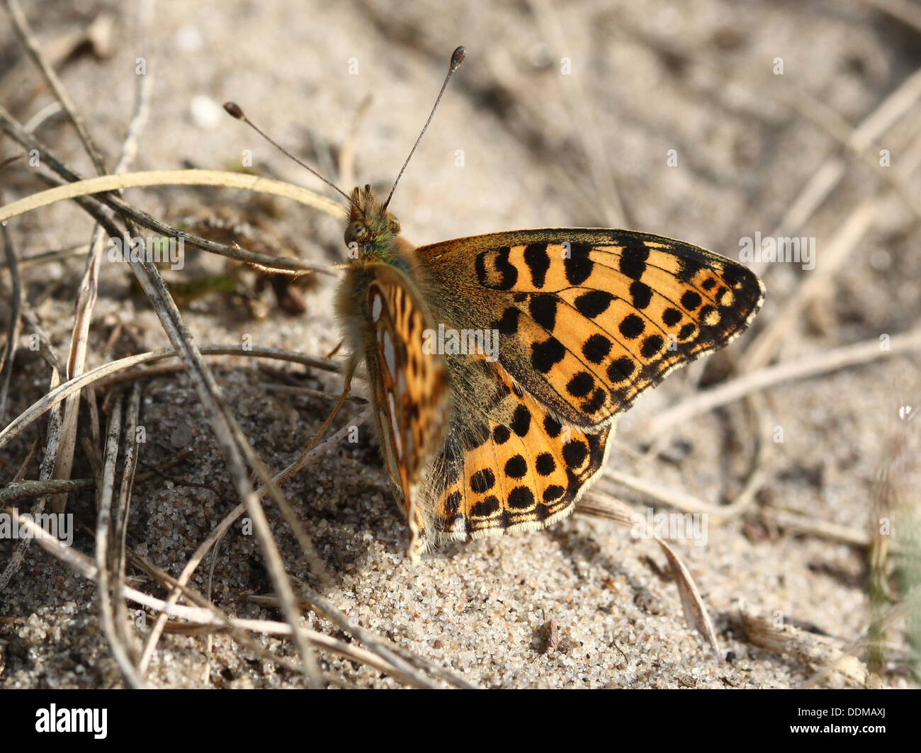 Close-up di una regina di Spagna Fritillary butterfly (Issoria lathonia) Foto Stock