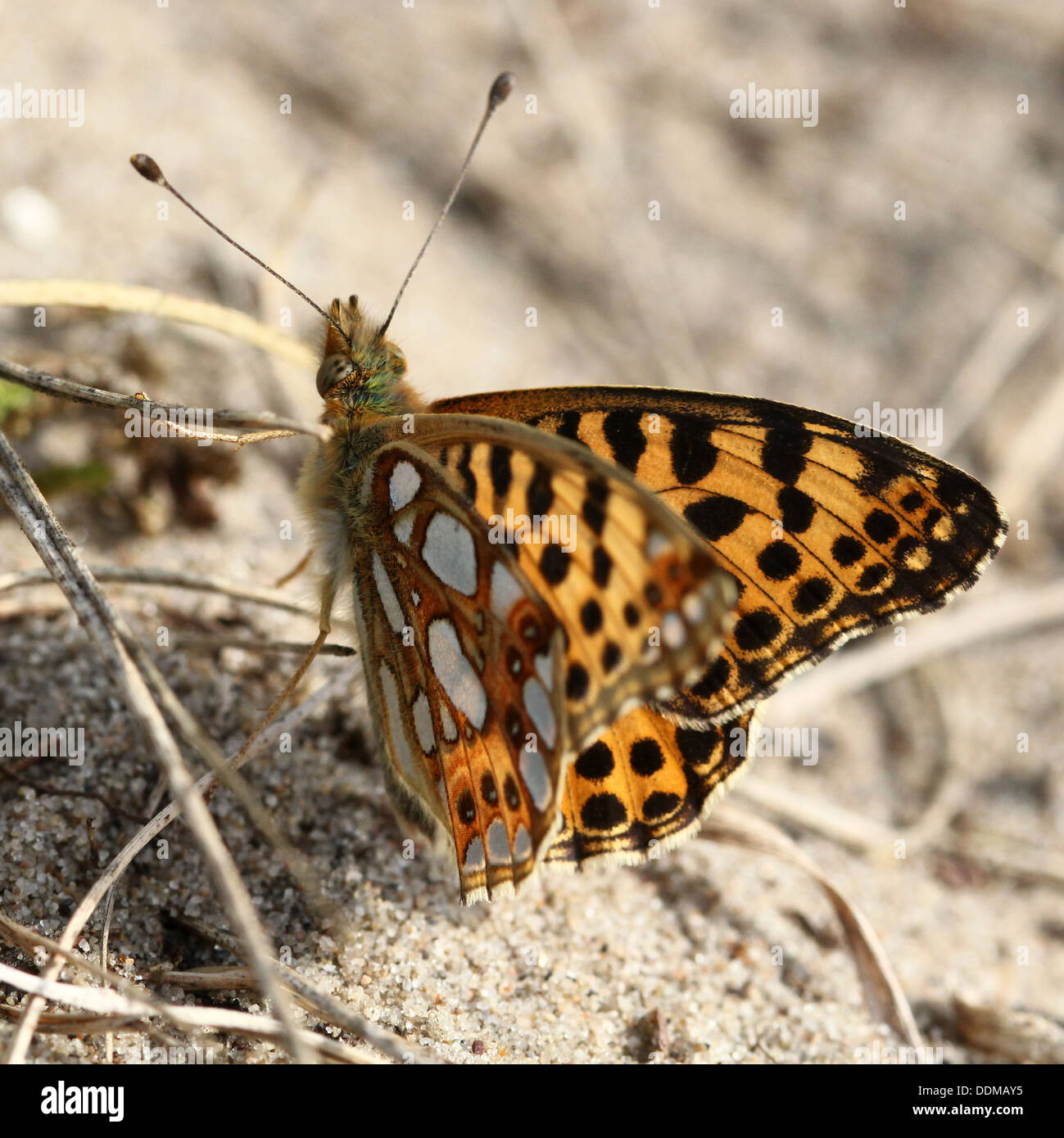 Close-up di una regina di Spagna Fritillary butterfly (Issoria lathonia) Foto Stock