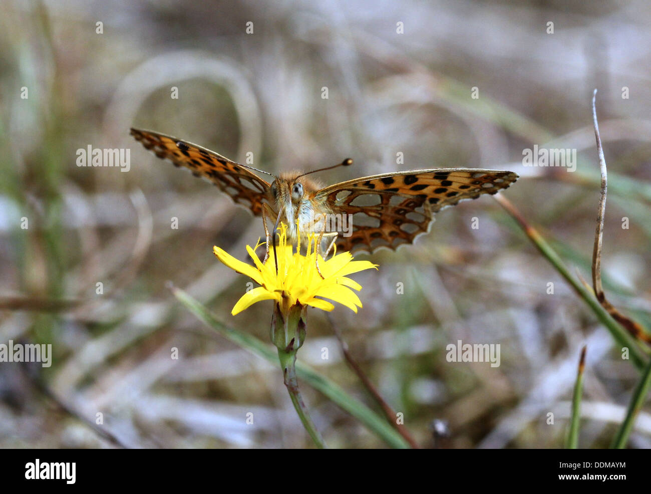 Close-up di una regina di Spagna Fritillary butterfly (Issoria lathonia) alimentazione su un fiore, rivolta verso la telecamera Foto Stock