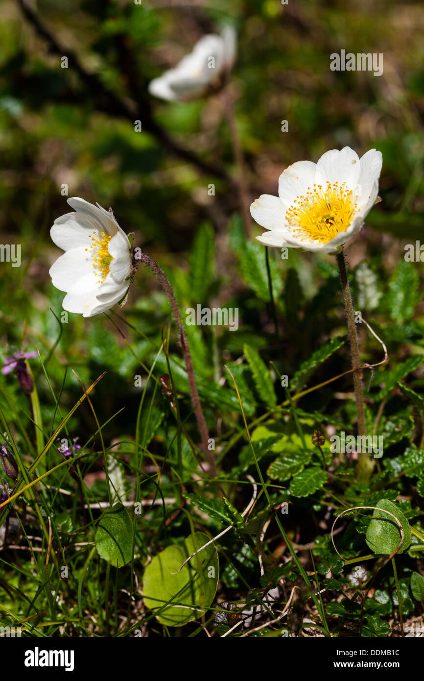 Mountain avens (Dryas octopetala) Fiori Foto Stock