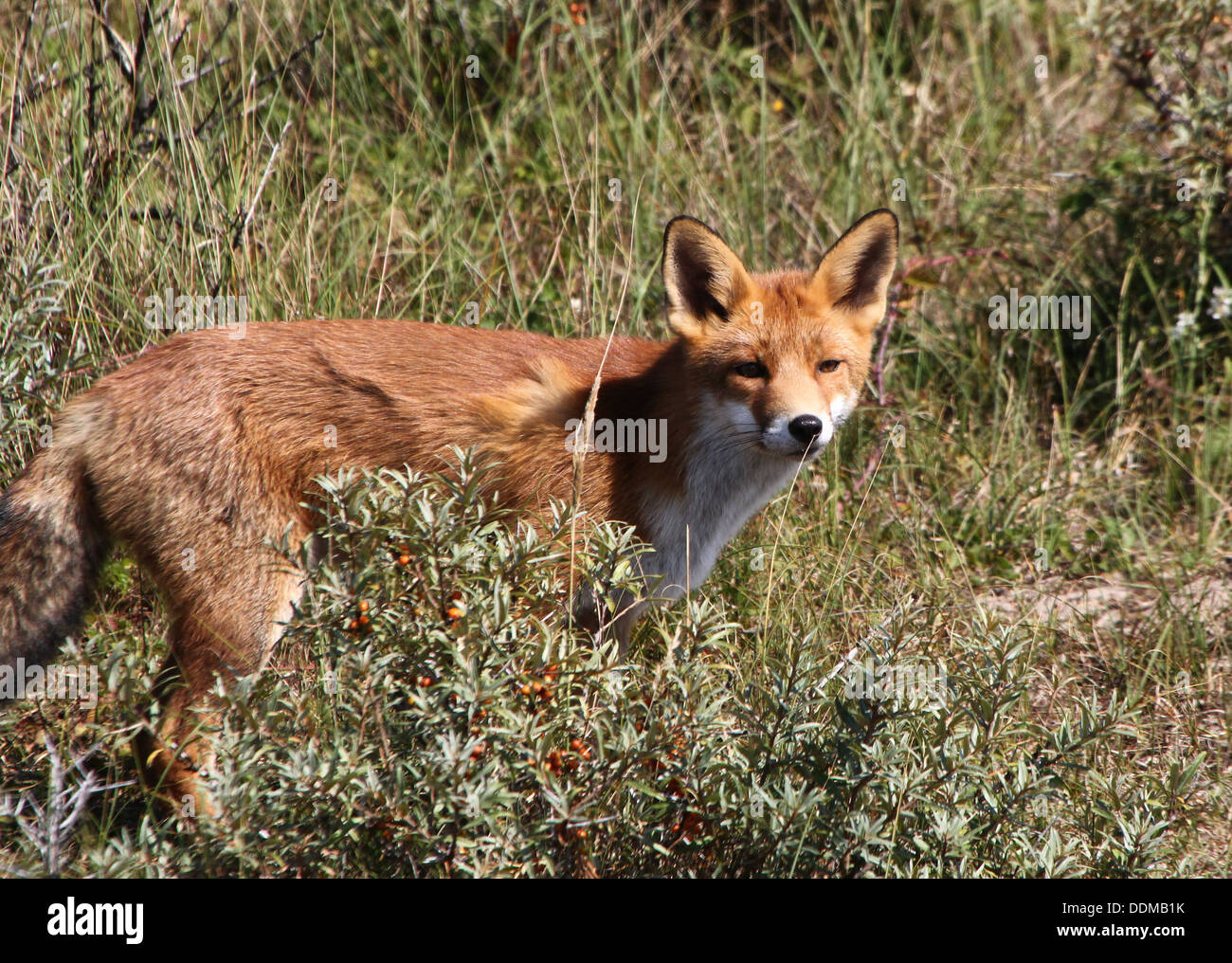 Red Fox (vulpes vulpes) prelevare un profumo e seguendo un sentiero in cerca di cibo Foto Stock