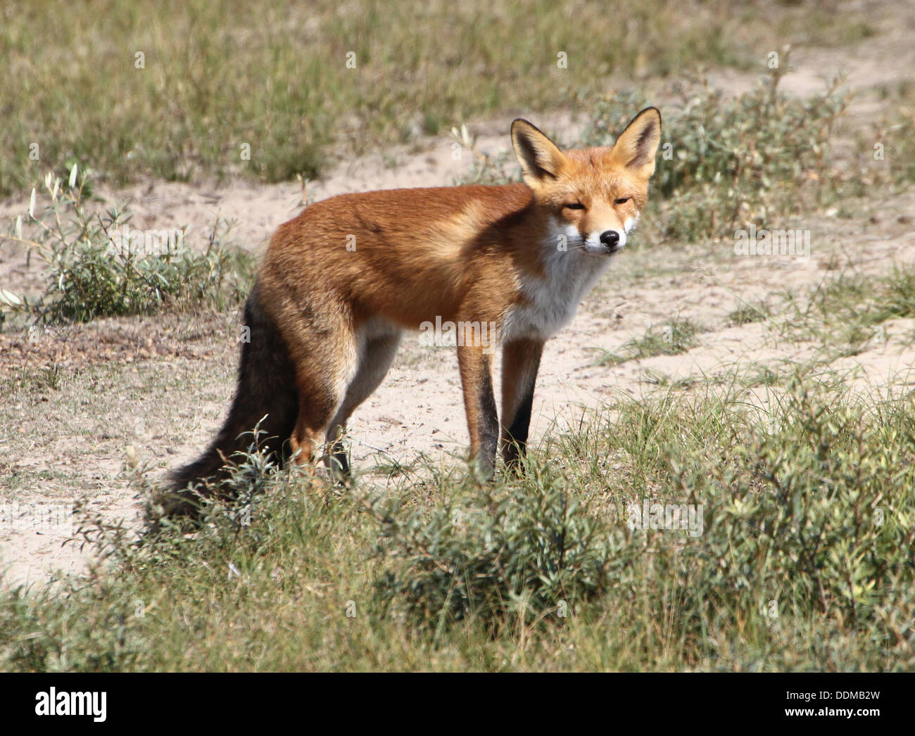 Red Fox (vulpes vulpes) prelevare un profumo e seguendo un sentiero in cerca di cibo Foto Stock